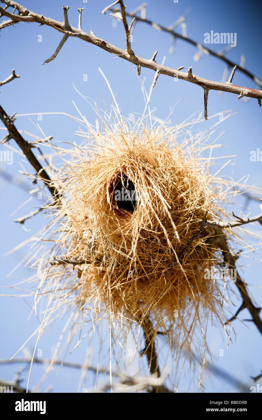 Bird Nest in Tree Stock Photo Alamy