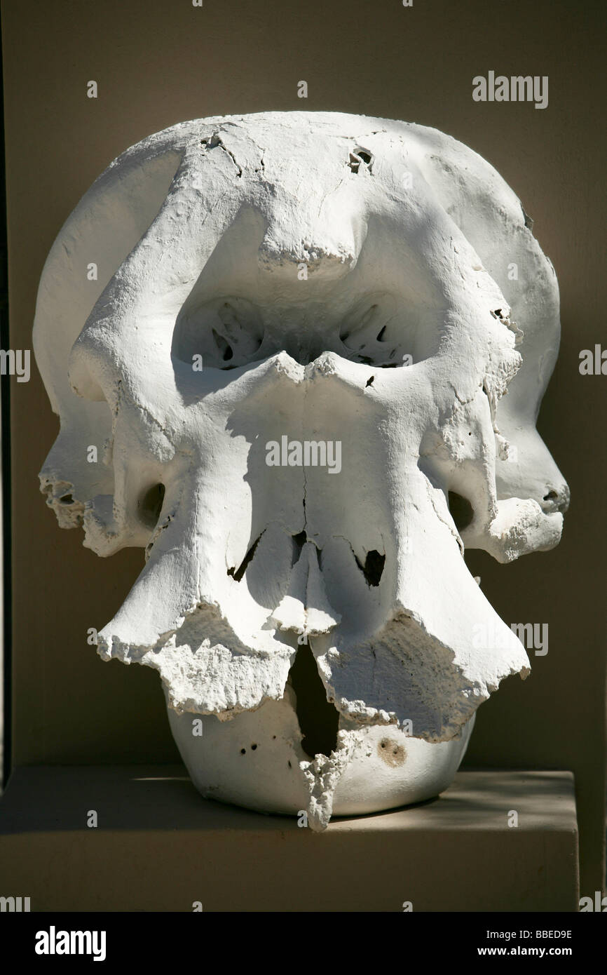 western black rhinoceros skull western black rhinoceros skull