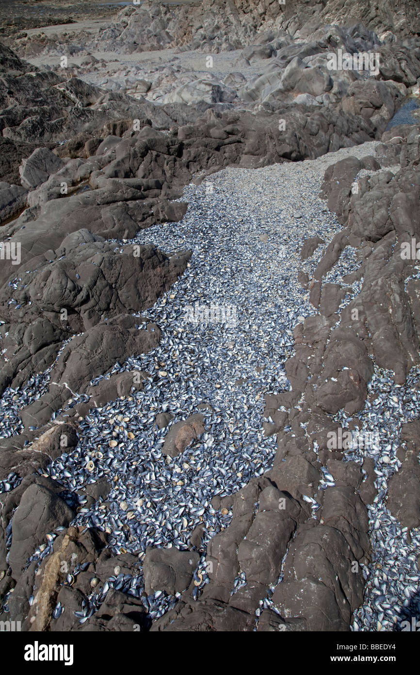 Mussel shells hires stock photography and images Alamy
