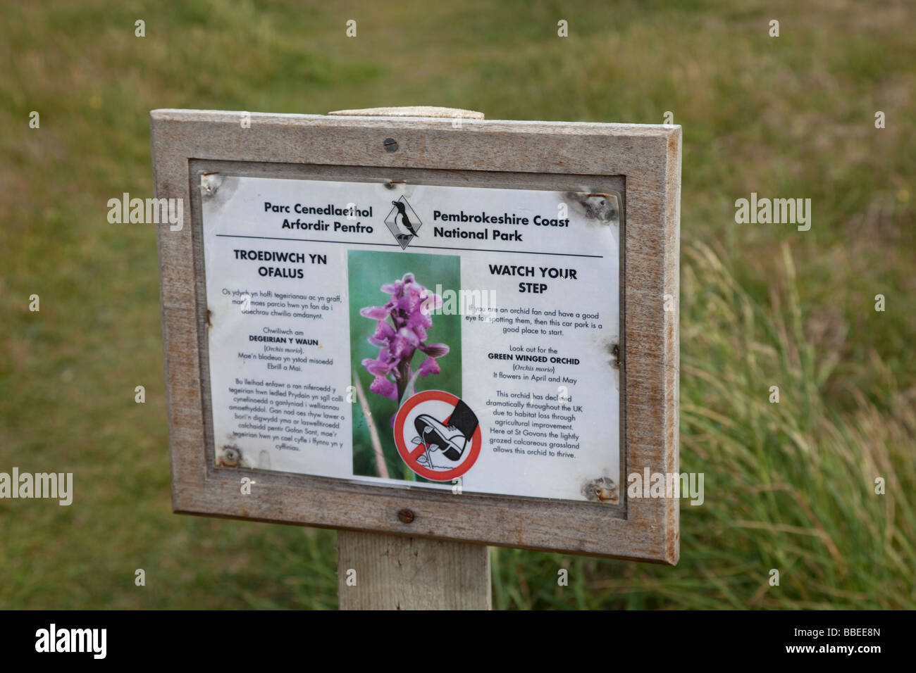 Beware stepping on orchids notice St Govans Head Pembrokeshire Coast National Park South Wales UK Stock Photo