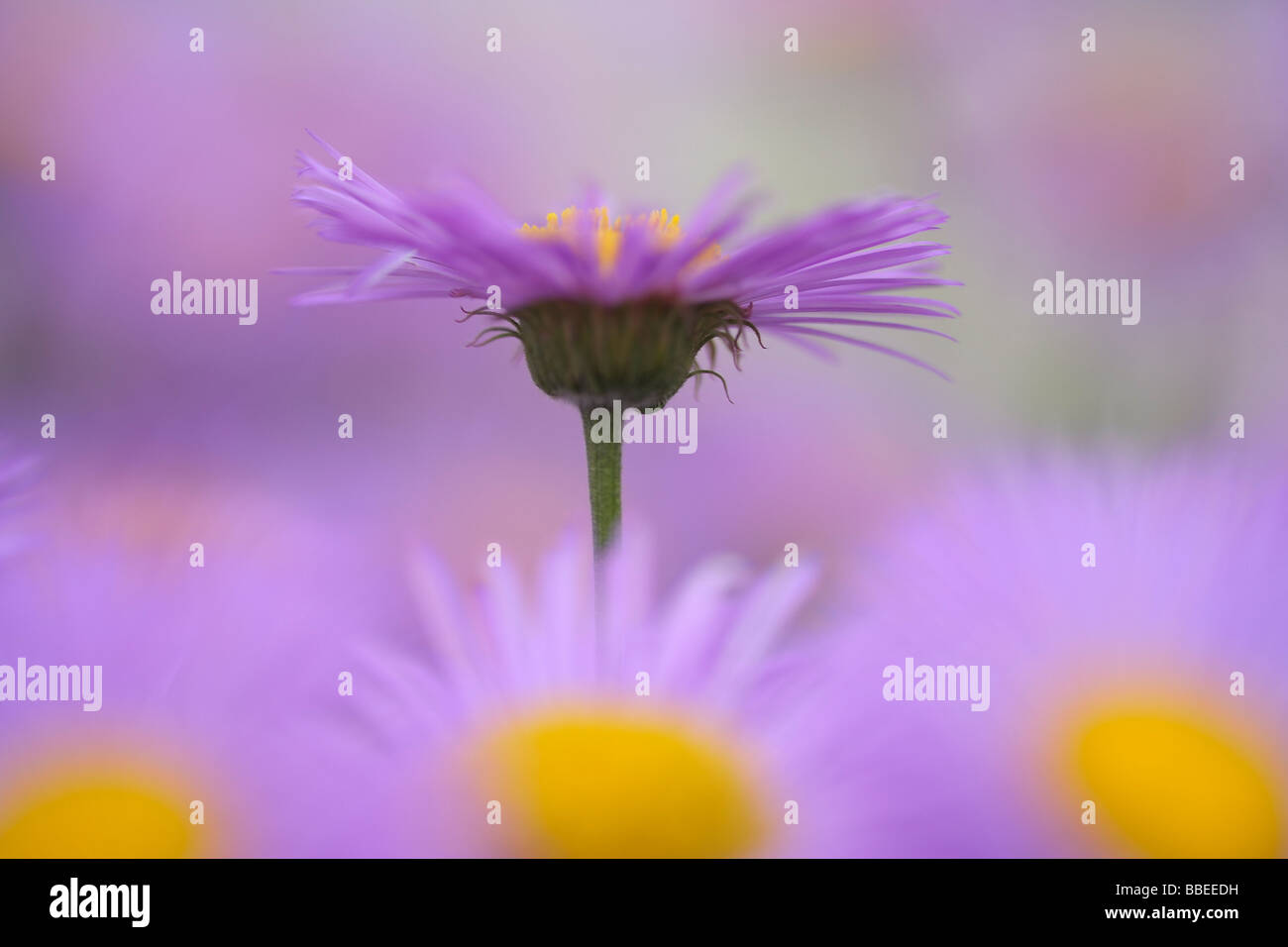 Closeup of Aster Flowers Stock Photo Alamy