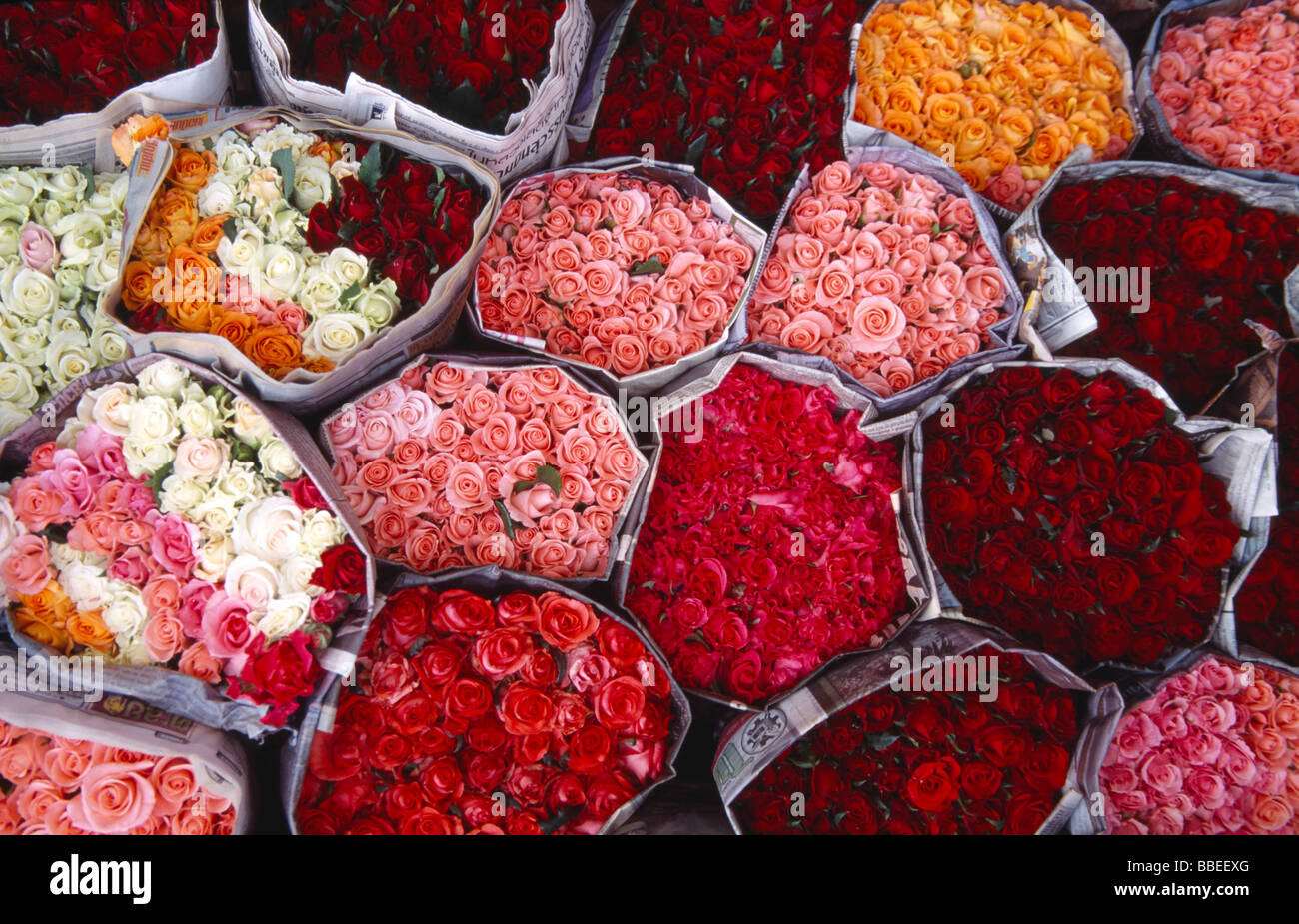 THAILAND North Chiang Mai Bunches of pink and red roses wrapped in ...