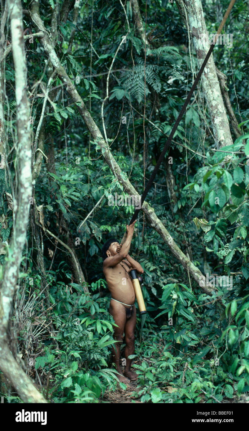 ECUADOR South America Amazon Jungle People Waorani man hunting with traditional blowpipe Stock Photo