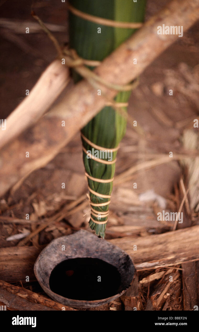 ECUADOR South America Amazon Jungle Auca Curare process for making poison darts used by the Waorani people Stock Photo