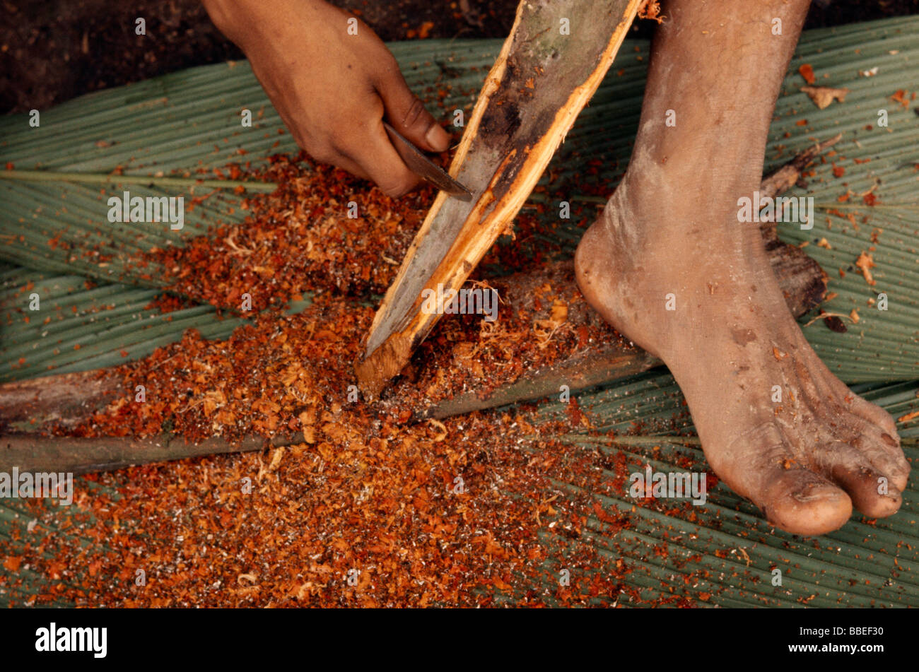 ECUADOR South America Amazon Jungle Auca Curare process for making poison darts used by the Waorani peoples. Stock Photo