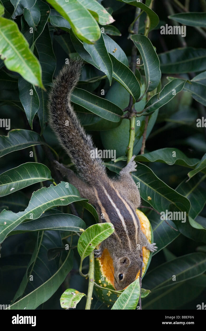 Indian Palm Squirrel (Funambulus palmarum) also known as ThreeStriped