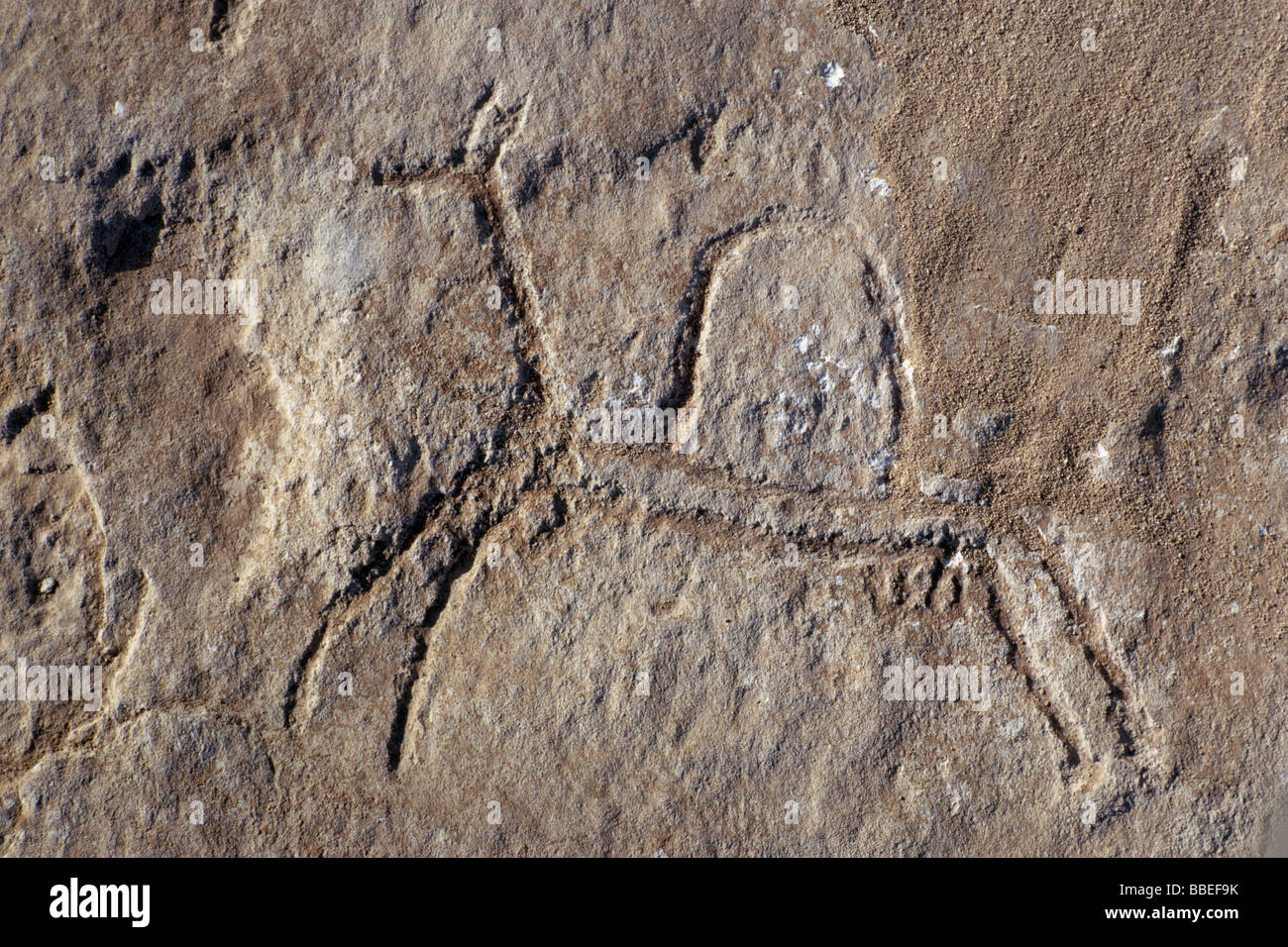 QATAR Middle East Gulf State Fuhairat Ancient rock engravings of animals Stock Photo