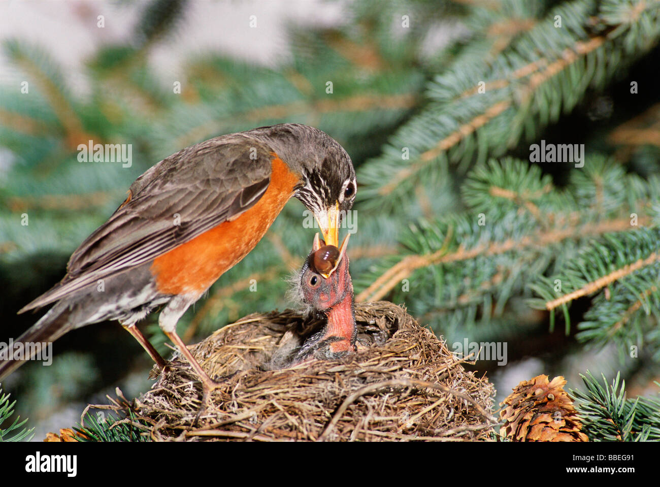 Robin Feeding Young Robin Babies In A Nest On A Tree Multiple Babies Open Their Mouths Wanting For Food Stock Photo Alamy