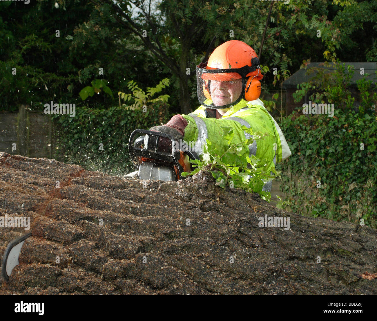 FLORA & FAUNA Trees Surgery Male tree surgeon wearing safety equipment