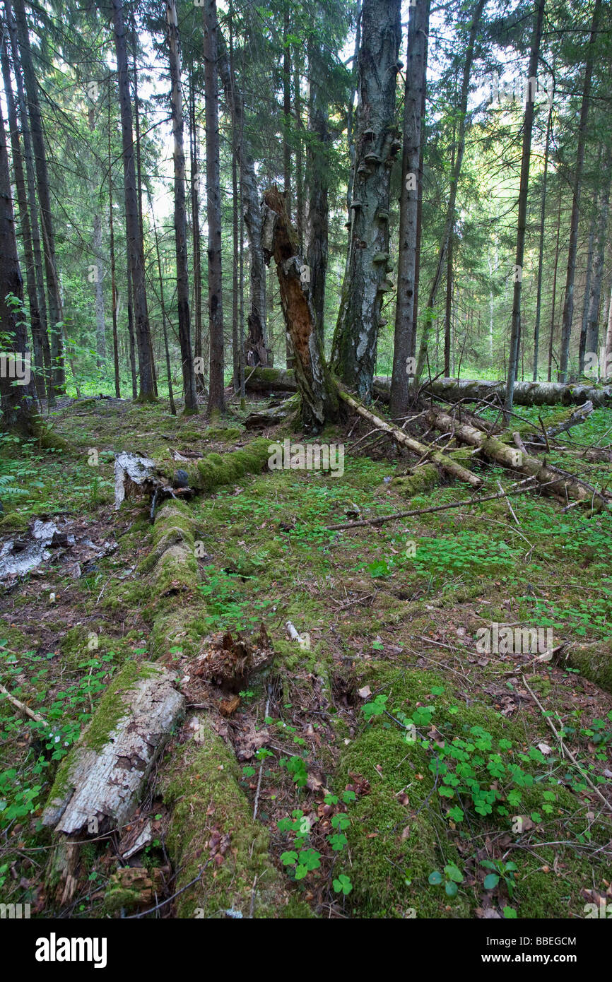 Pristine forest Stock Photo