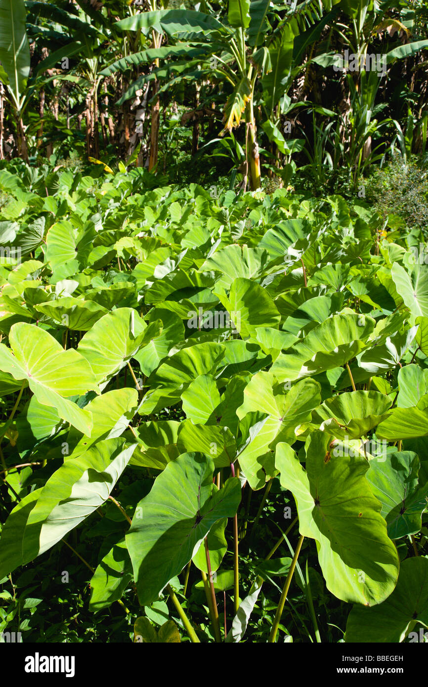 Bananas growing in the windward islands hires stock photography and