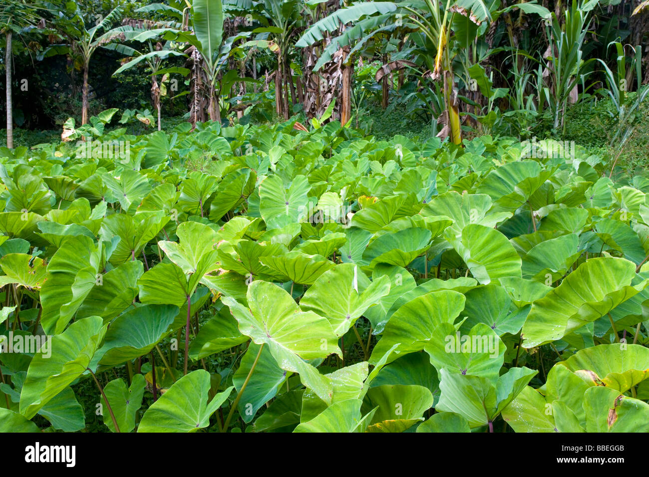 WEST INDIES Caribbean Grenadines Grenada St John Callaloo vegetable