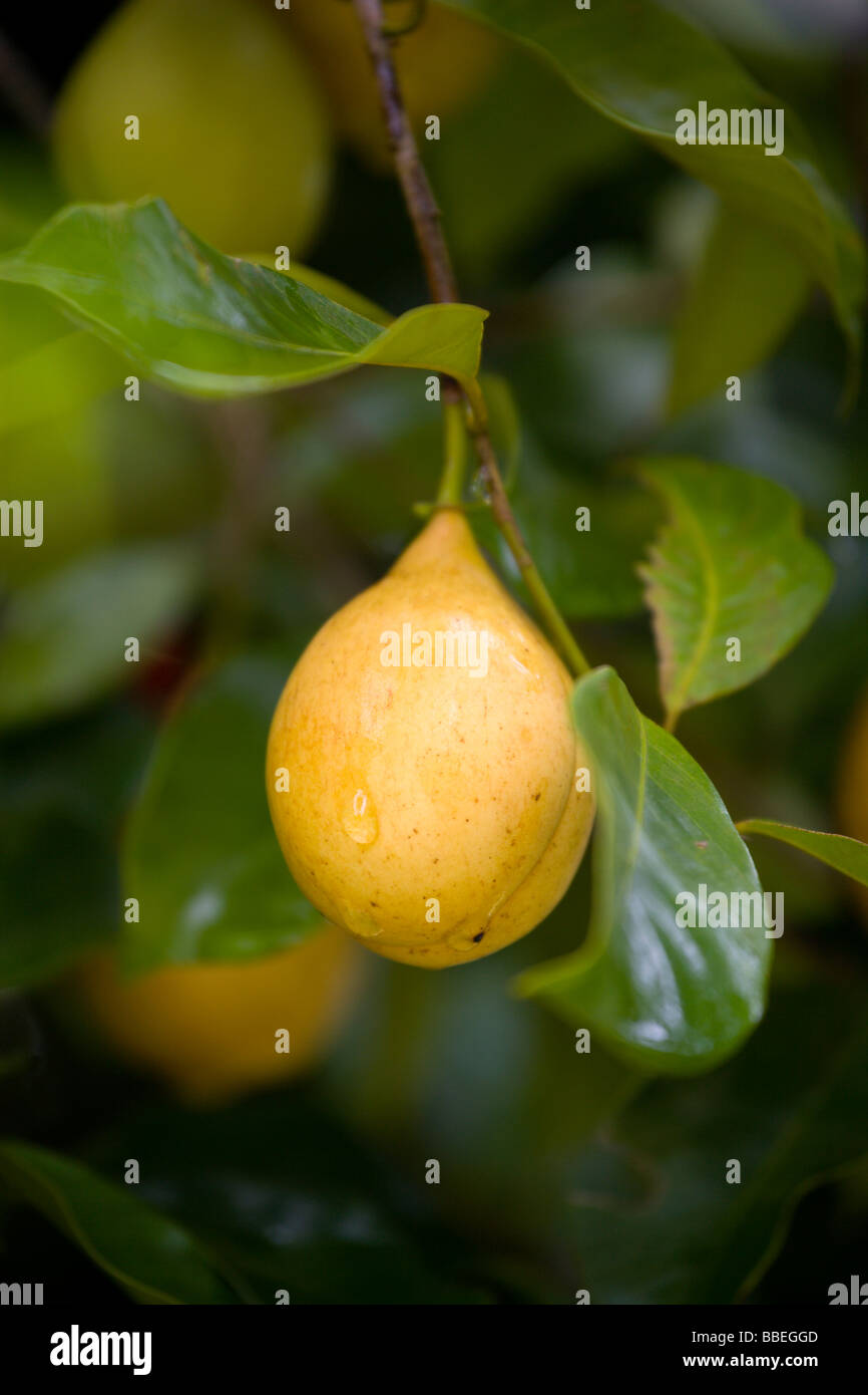 WEST INDIES Caribbean Grenadines Grenada St John Yellow nutmeg fruit