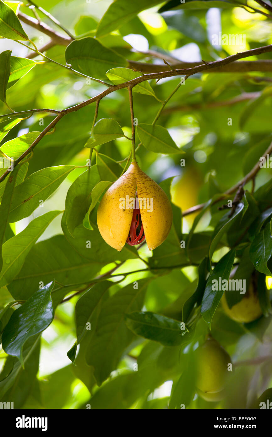 WEST INDIES Caribbean Grenada St John Ripe open yellow nutmeg fruit