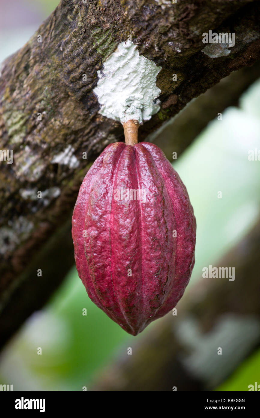WEST INDIES Caribbean Grenadines Grenada St John Unripe purple cocoa