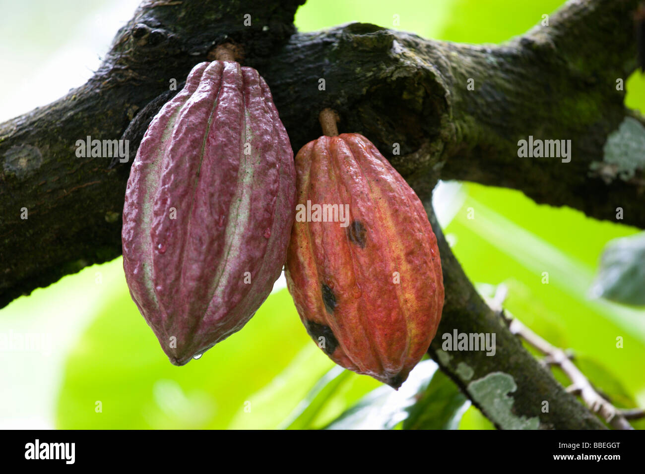 WEST INDIES Caribbean Grenada St John Unripe purple and ripening orange