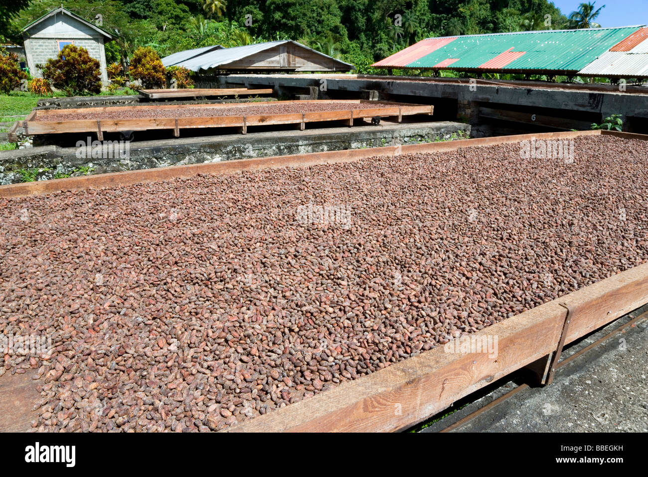 WEST INDIES Grenada St Patrick Cocoa beans drying in sun on retractable