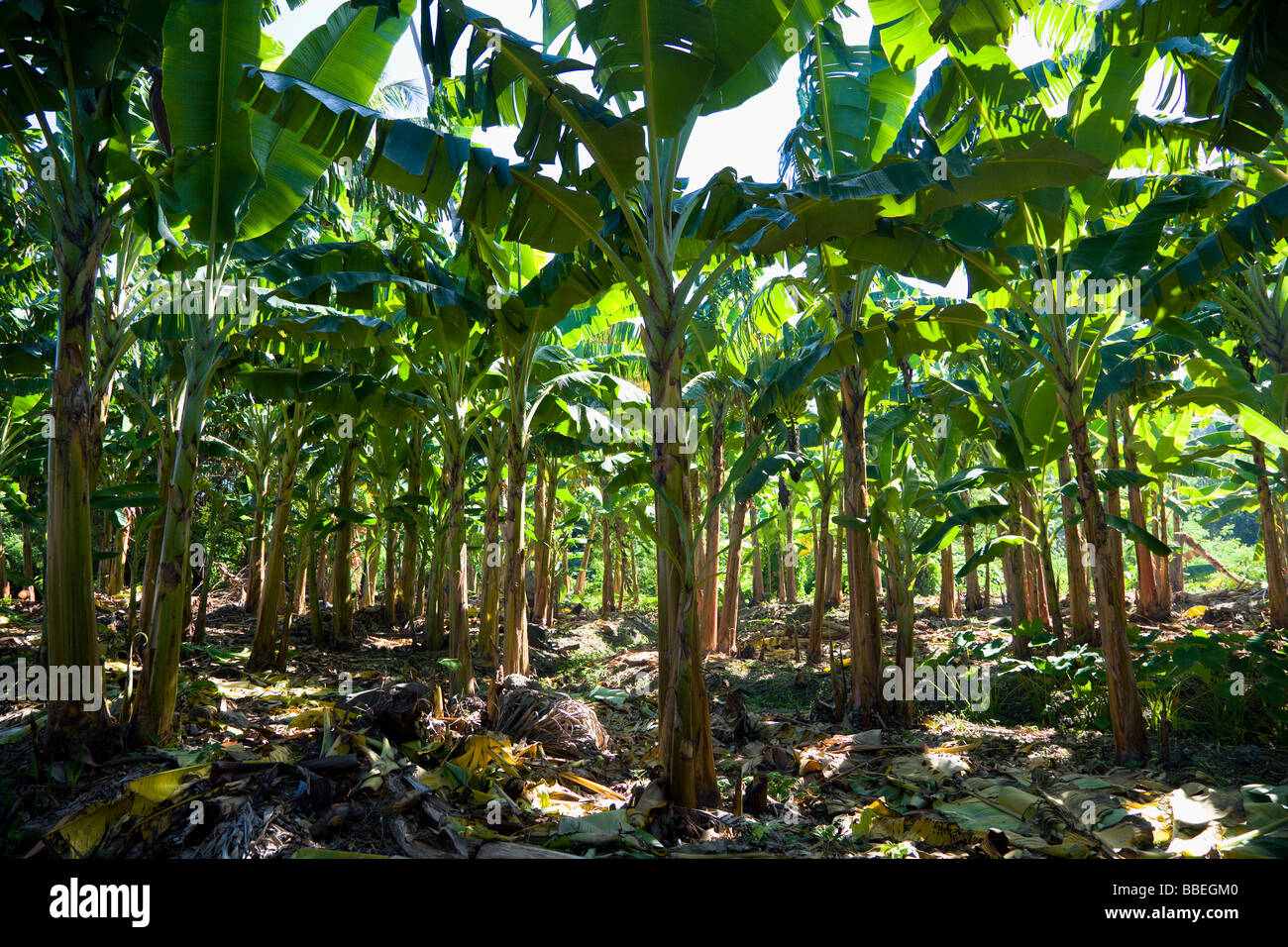 WEST INDIES Caribbean Grenadines Grenada St Patrick Plantain trees