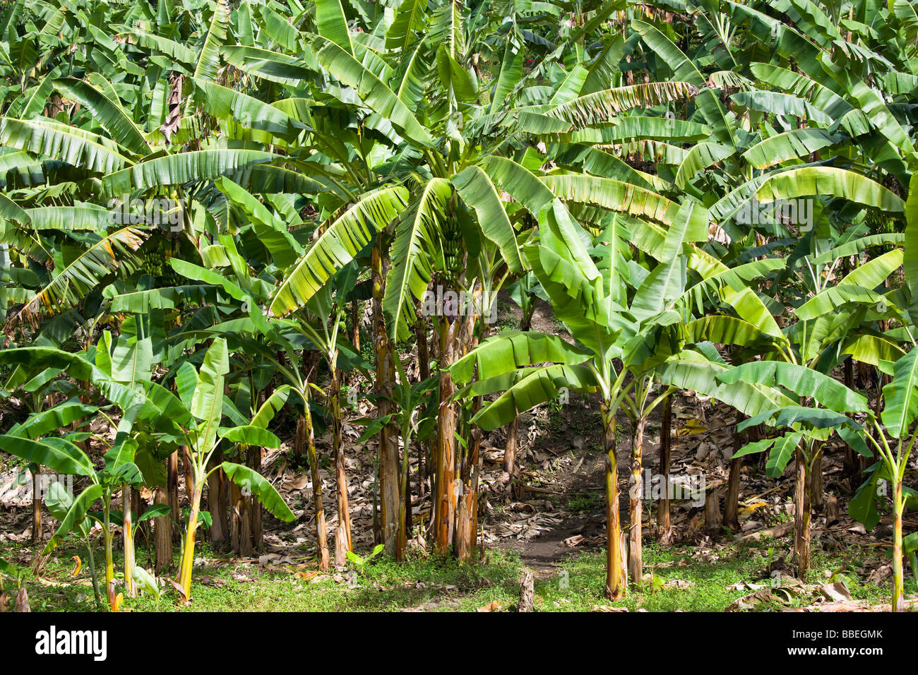 WEST INDIES Caribbean Grenadines Grenada St John Banana trees growing ...