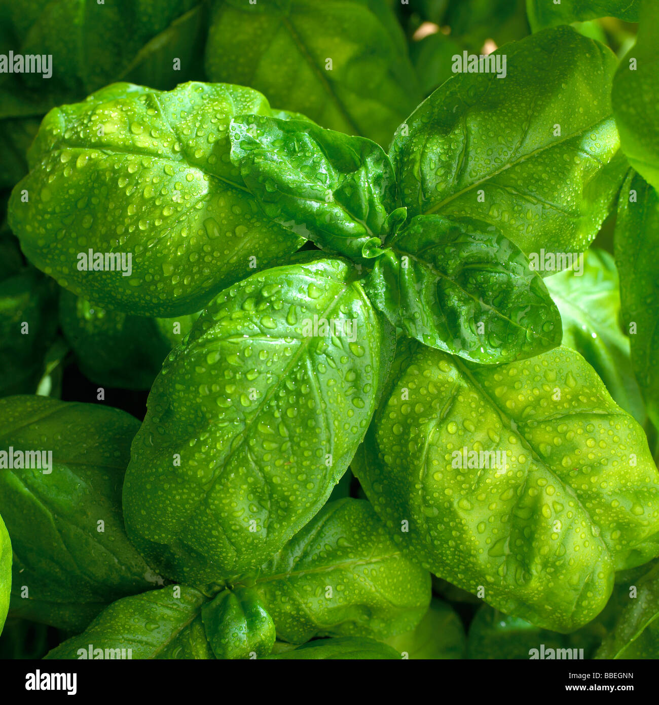 Basil leaves with water on Stock Photo Alamy