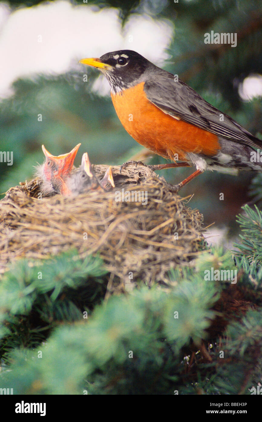 Robin with Chicks in Nest Stock Photo