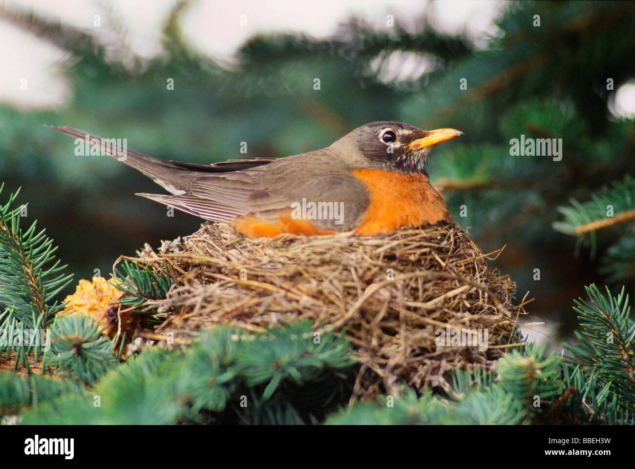Robin Sitting in Nest Stock Photo Alamy