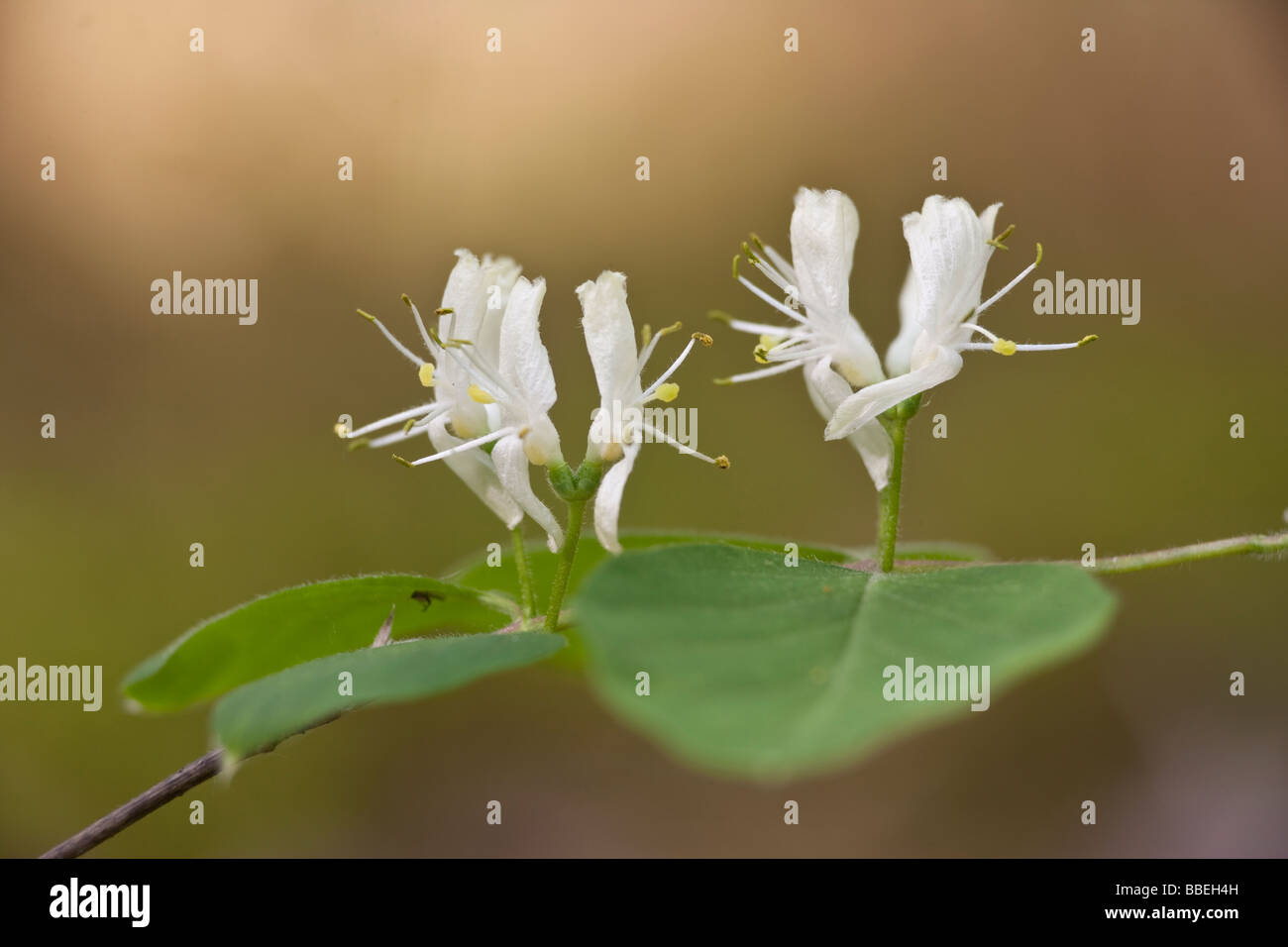 european-fly-honeysuckle-stock-photo-alamy