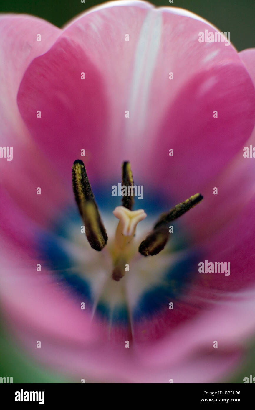 Blooming Tulip Tulipa flower in extreme closeup view Stock Photo