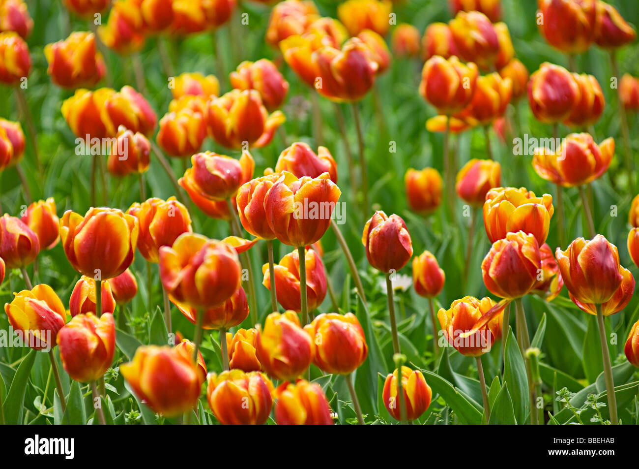Close-up of Tulips at the Real Jardin Botanico de Madrid, Madrid, Spain Stock Photo