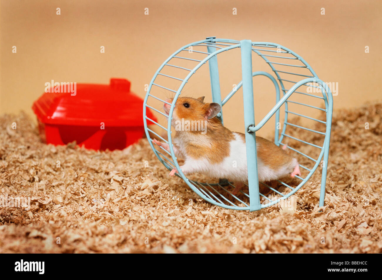 Hamster Running on Wheel Stock Photo