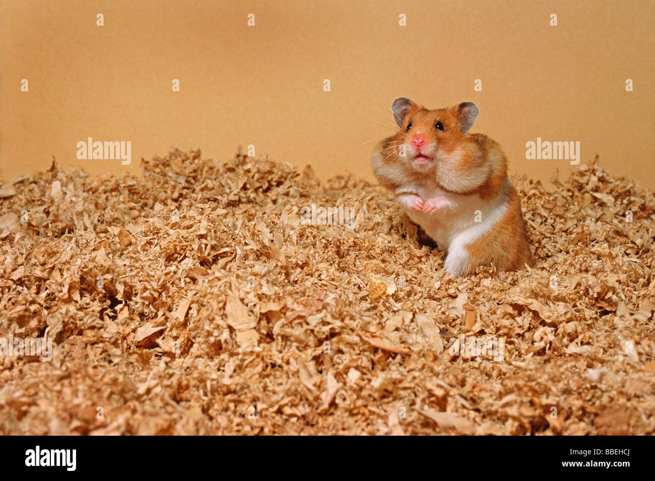 Hamster stuffing top