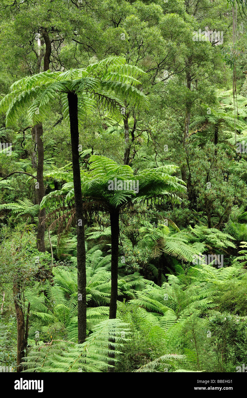 Dandenong Ranges High Resolution Stock Photography and Images Alamy