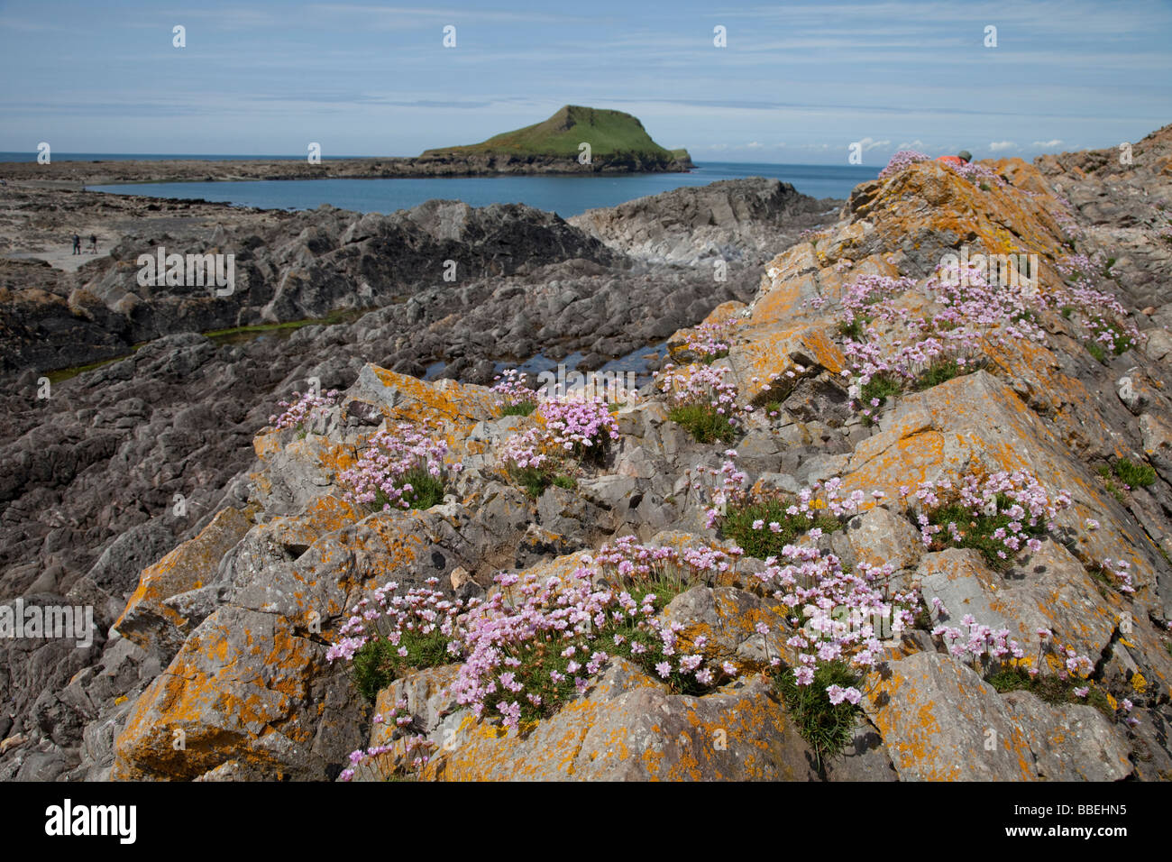 Thrift flowers Armeria maritima on rocky outcrops Worms Head The Gower South Wales UK Stock Photo
