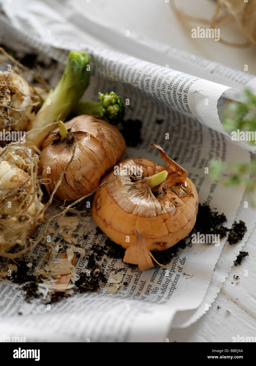 The onion newspaper hi-res stock photography and images - Alamy