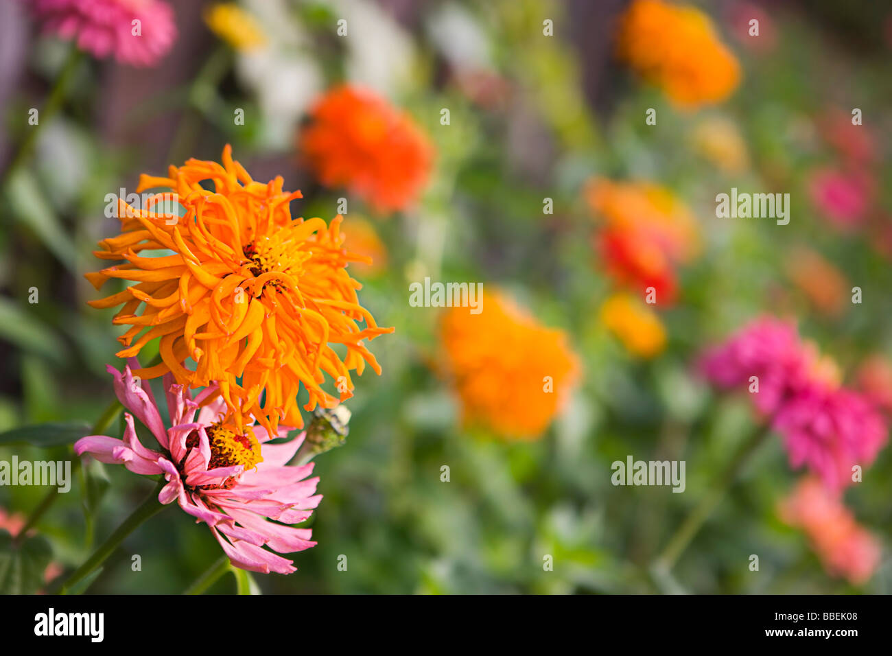 Colourful Flowers in Garden Stock Photo Alamy