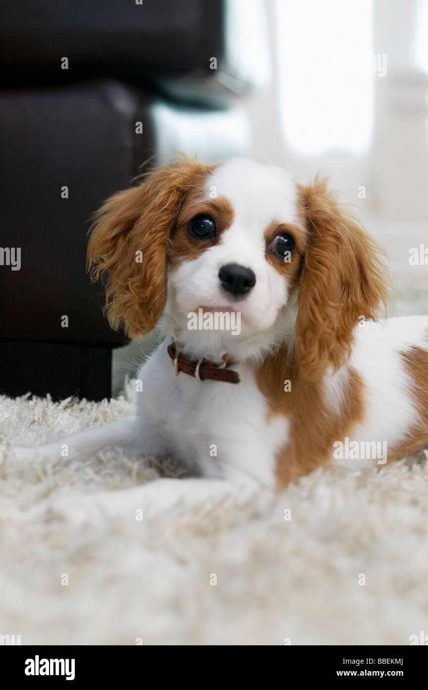 Puppy King Charles Spaniel Cute High Resolution Stock Photography and