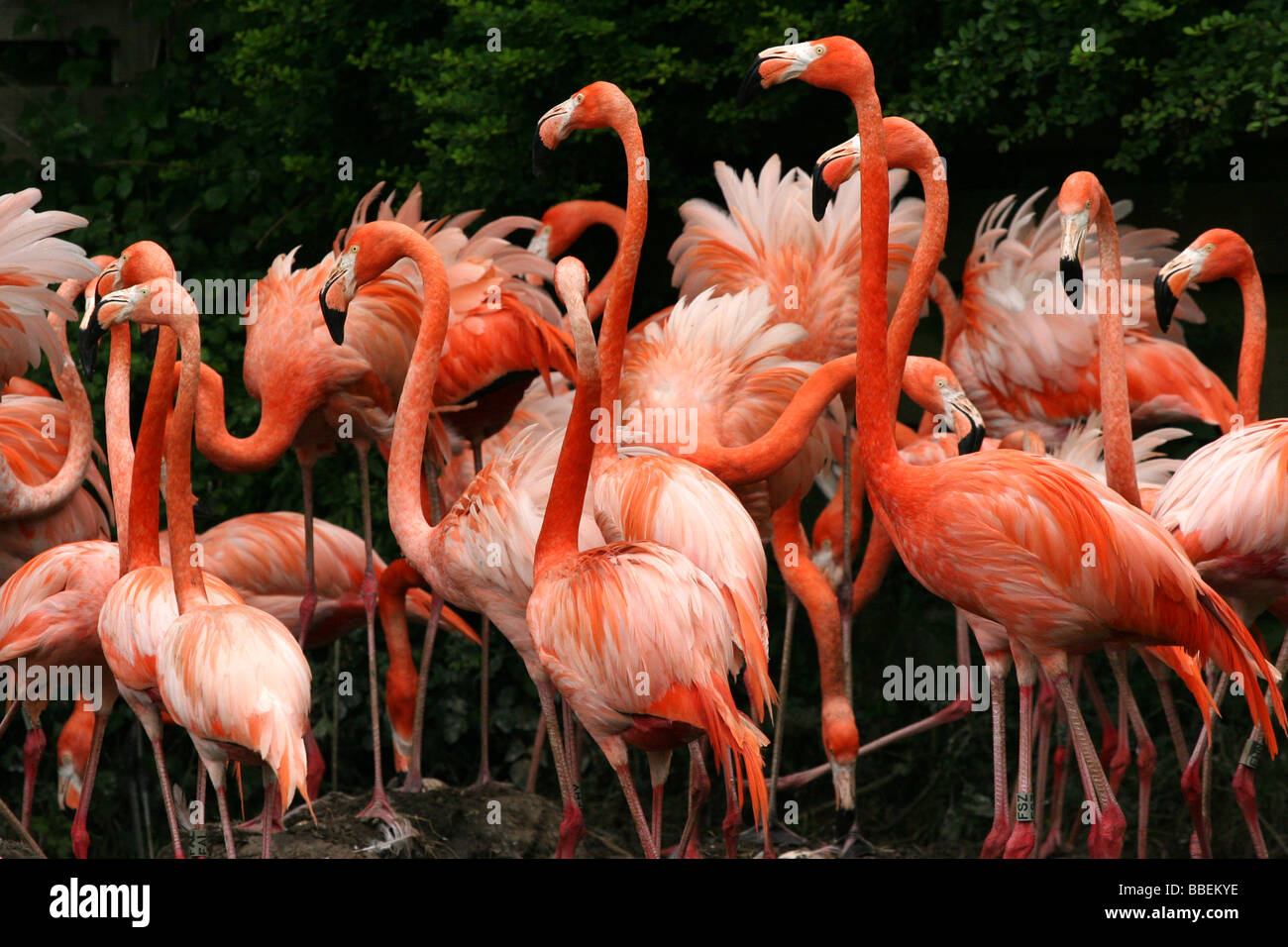 Flamingoes at WWT National Wetlands Centre Wales Stock Photo