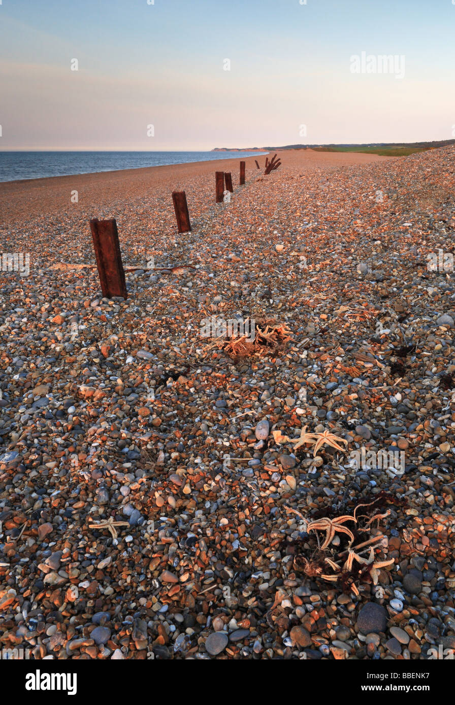 Salthouse shingle beach looking towards Weybourne with rusting sea defences and starfish Stock Photo