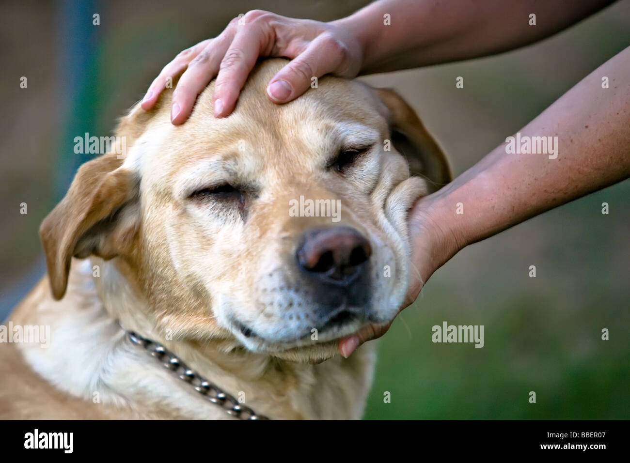 Person petting a yellow Labrador Retriever Stock Photo - Alamy