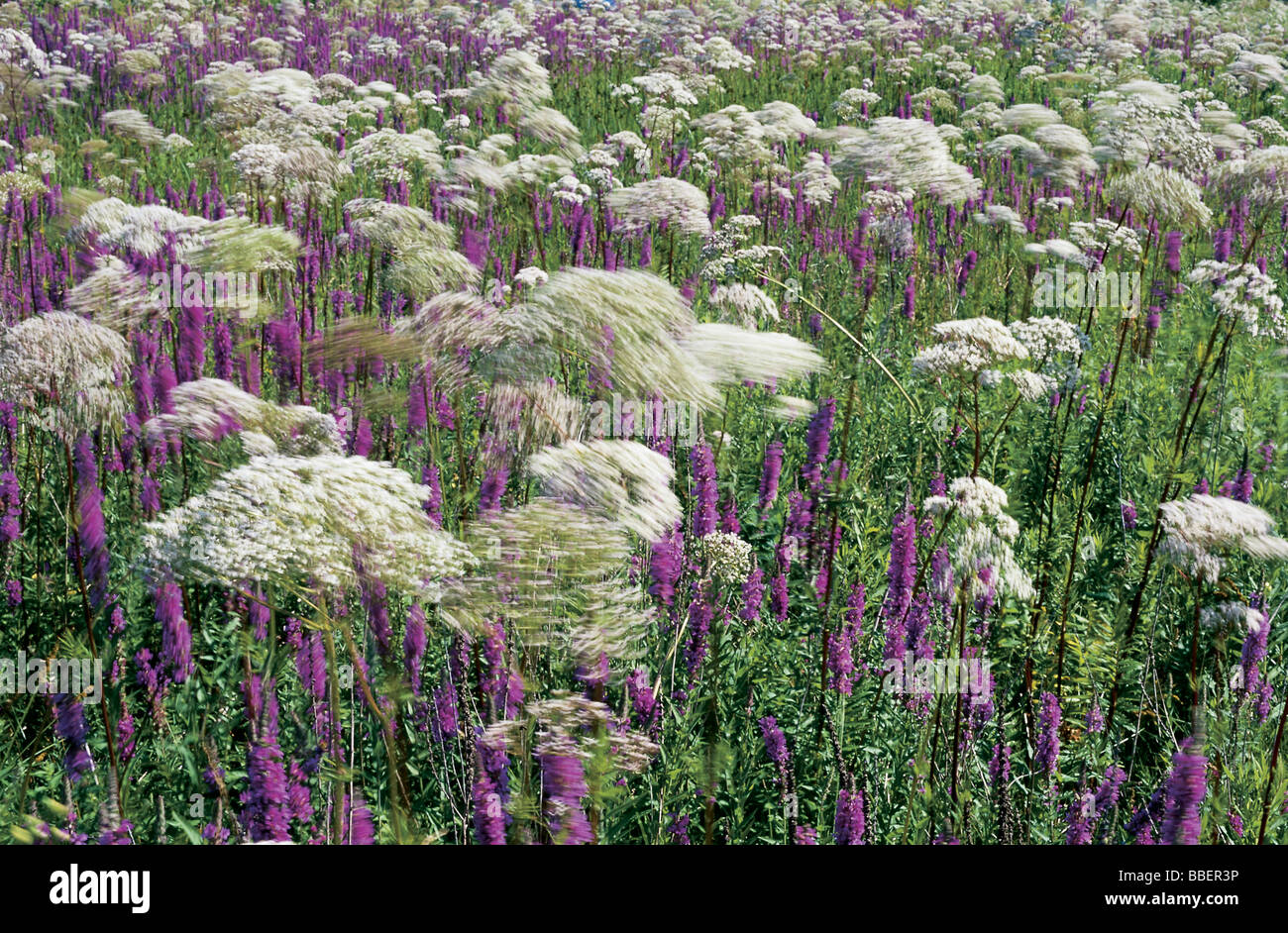 Wildflowers In Quebec Stock Photos & Wildflowers In Quebec Stock Images