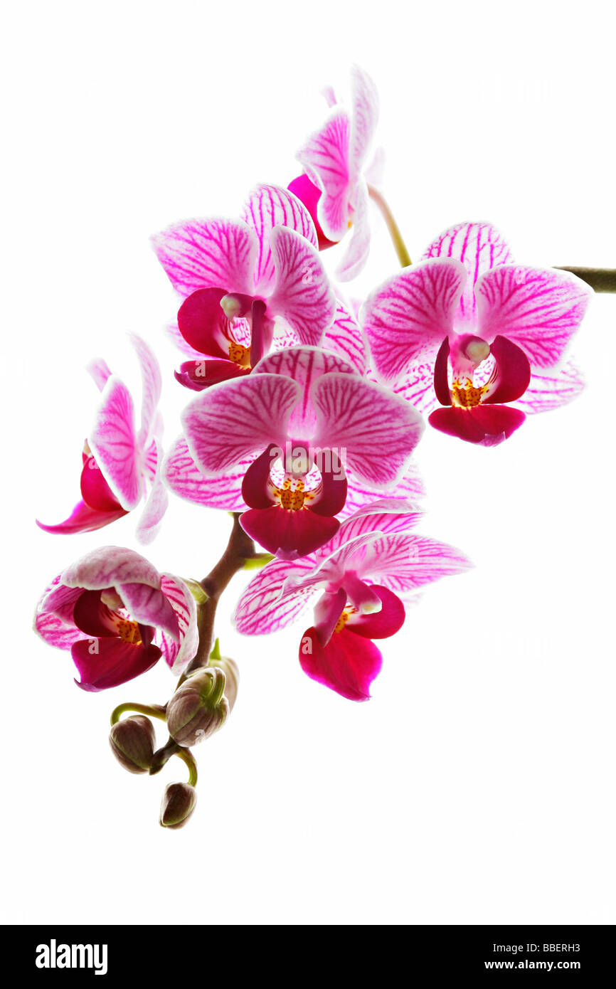 Phalaenopsis, commonly known as Moth Orchid Stock Photo