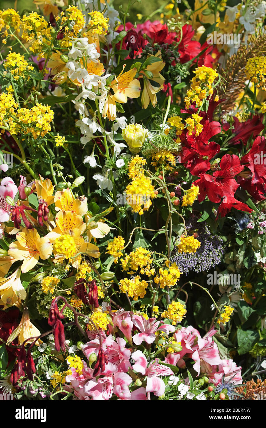 Multicolor flower background Stock Photo Alamy