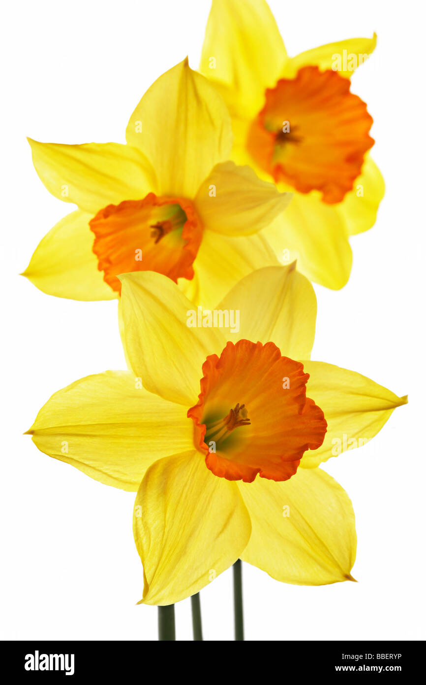 Three daffodils against white background Stock Photo - Alamy