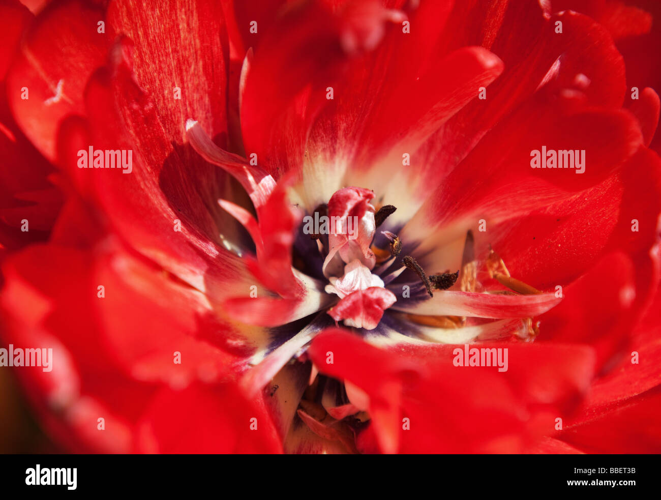 abstract floral background closeup photo of red flower selective focus Stock Photo