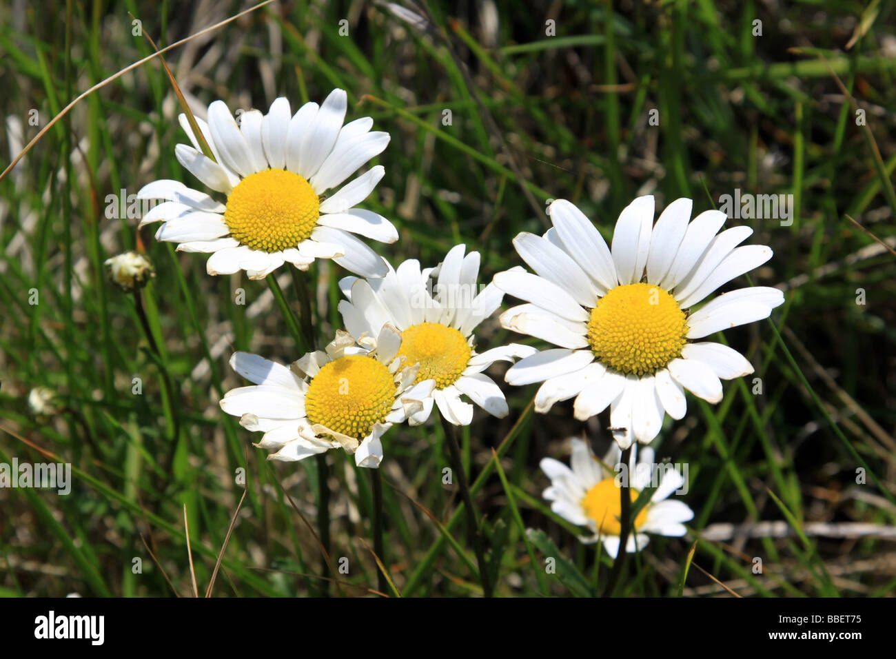Group of wild daisy's in a cliff top meadow Stock Photo