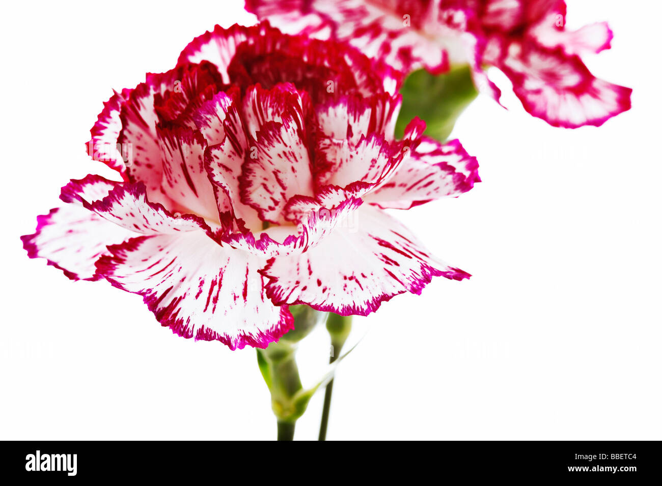 Two carnations on white background Stock Photo - Alamy