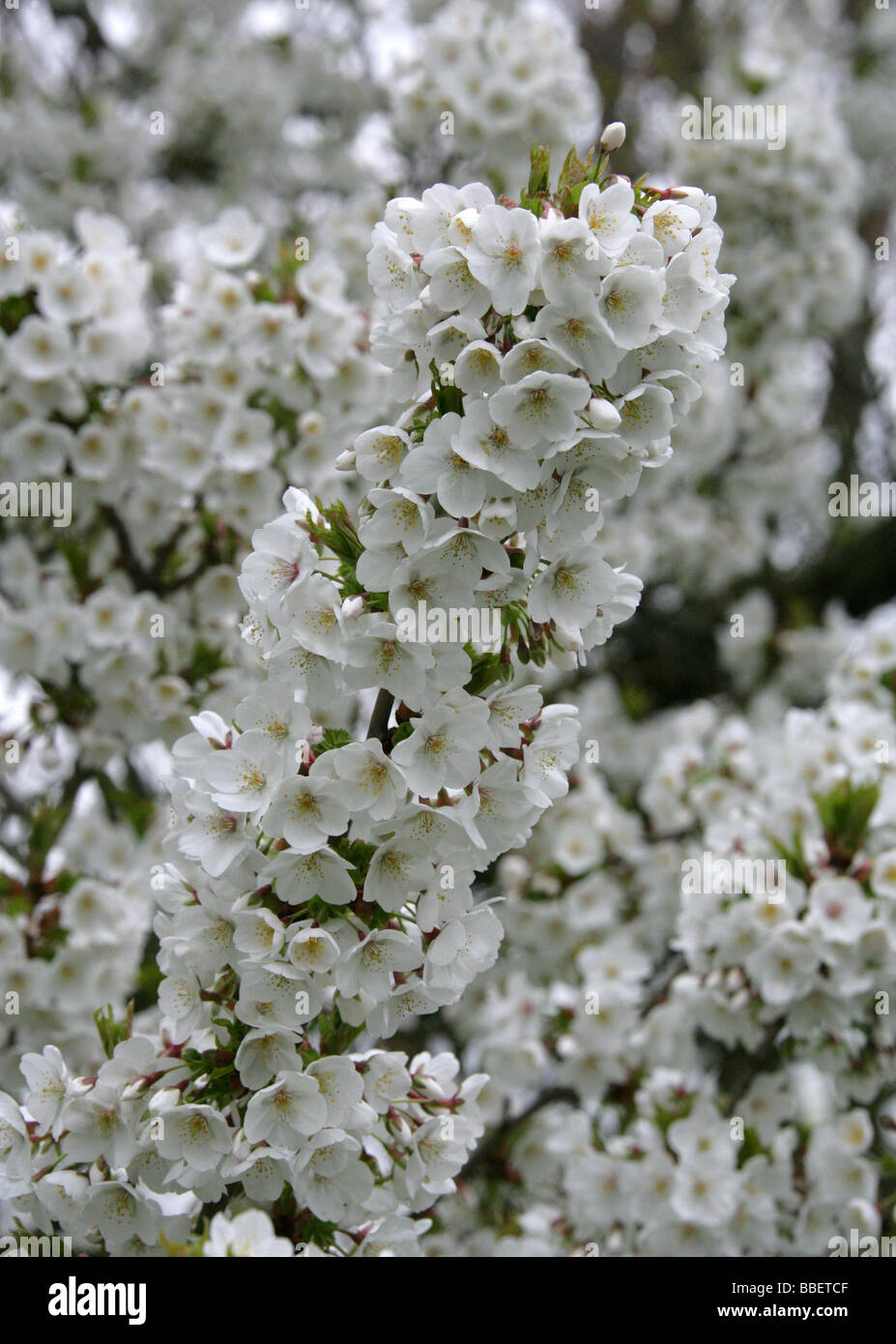 Flowering Fuji Cherry, Prunus 'Umineko', Rosaceae. A Fuji Cherry cultivar, Prunus incisa x Prunus speciosa. Stock Photo