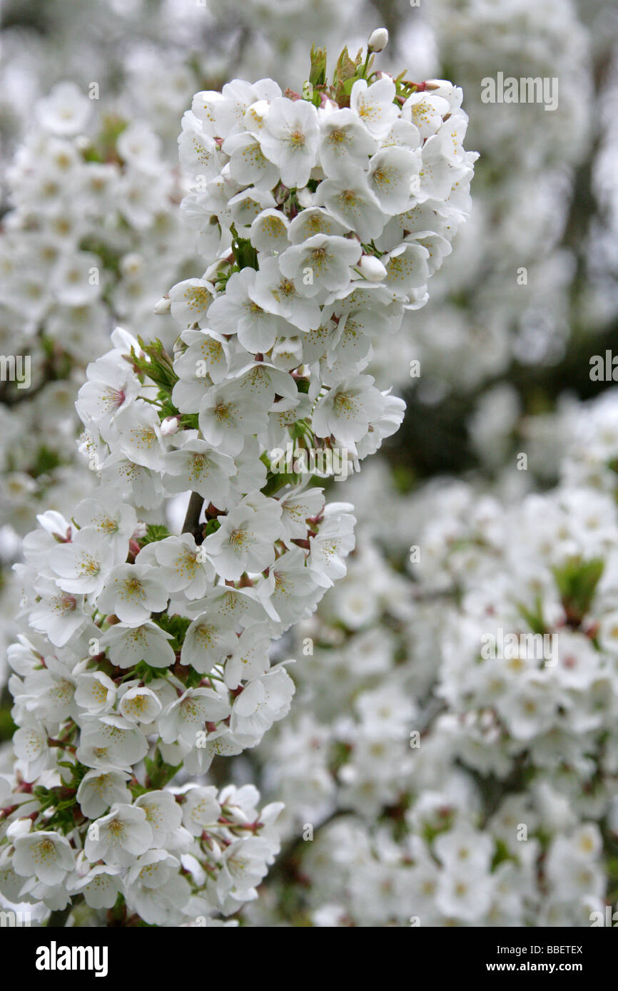 Flowering Fuji Cherry, Prunus 'Umineko', Rosaceae. A Fuji Cherry cultivar, Prunus incisa x Prunus speciosa. Stock Photo