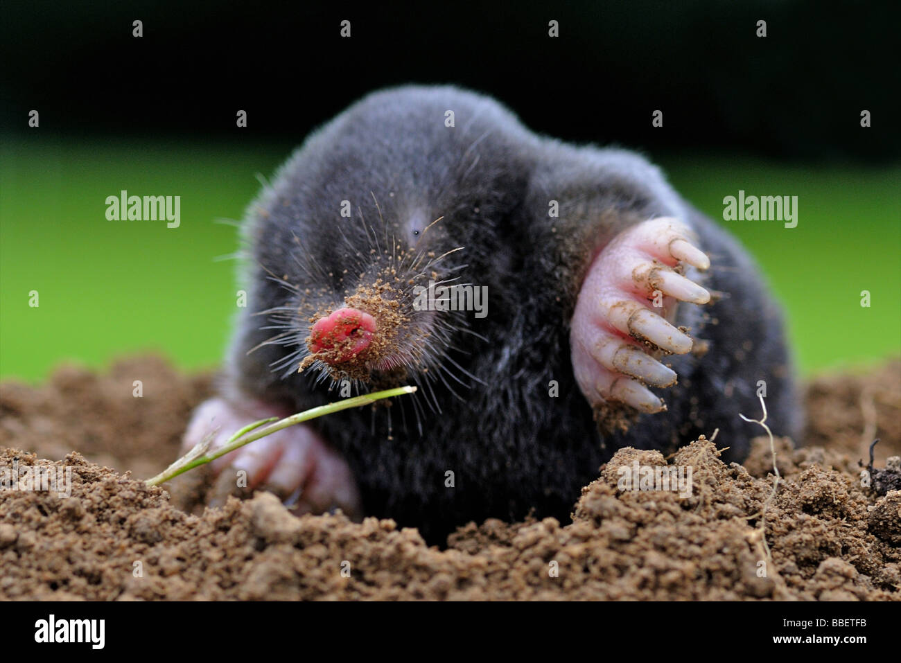 Mole Talpa Europaea rarely seen above ground Stock Photo