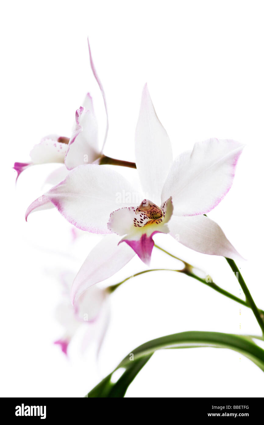 Cattleya Orchid 'White Fantasy' Stock Photo
